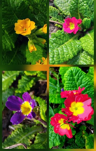 10x mixed polyanthus primula - mixed,