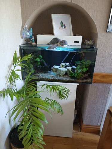 Aqua one fish - fish, tank
