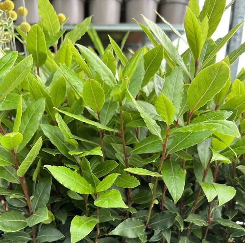 Laurus nobilis evergreen - x,