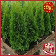 2-3ft Bushy Thuja occidentalis
