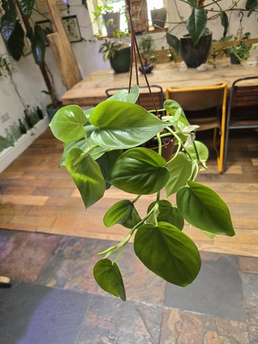 Heart leaf philodendron - leaf, in
