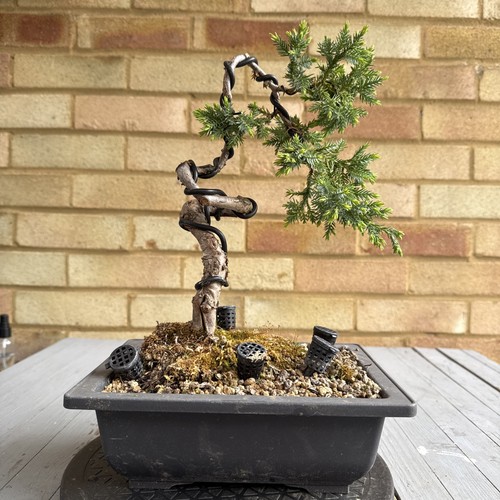 Pre bonsai literati juniper - literati,