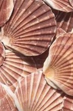 x6 Natural Scallop Shells