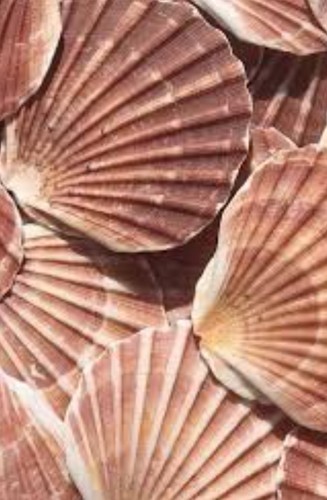 Natural scallop shells - natural,