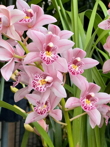 Cymbidium barrita suspense - cymbidium,