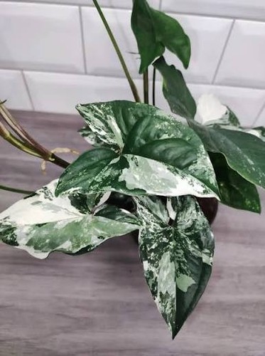 Syngonium emerald gem - syngonium, 'emerald