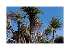 10x Cordyline australis Club Lily Garden Plants - Seeds ID865