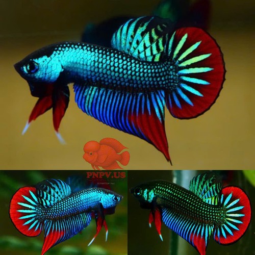 Wild betta imbellis - betta, red