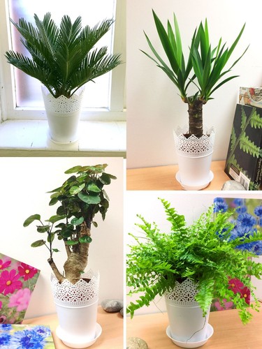 Indoor evergreen garden - evergreen, house