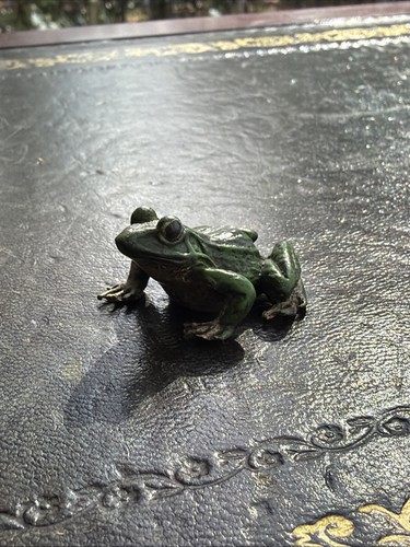 Cold painted bronze frog - cold,