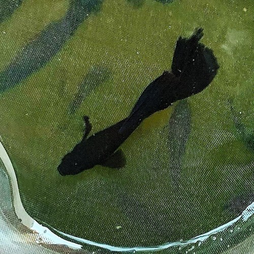 Live guppy fry full - live, fry-