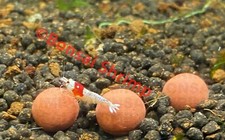 10 Ceramic Mineral Balls For Shrimp CRS Crystal Red Bee Tiger Cherry Blue Shrimp