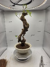 Vitex negundo  Bonsai 