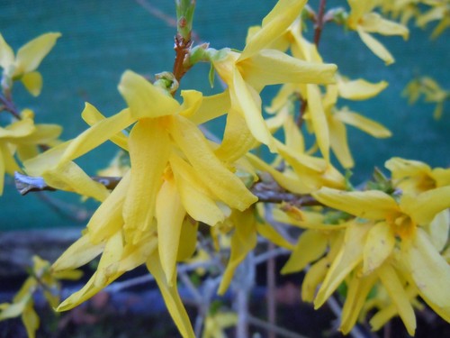 Forsythia intermedia - x, xl