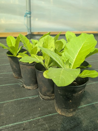 Amber leaf tobacco medium - tobacco,