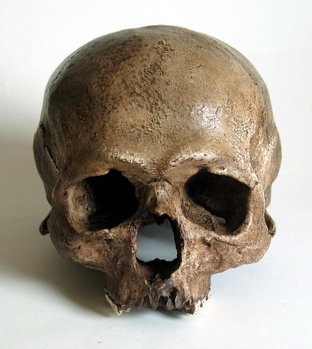 Human skull replica - skull,