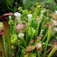 Sarracenia Pitcher Plant Mixed