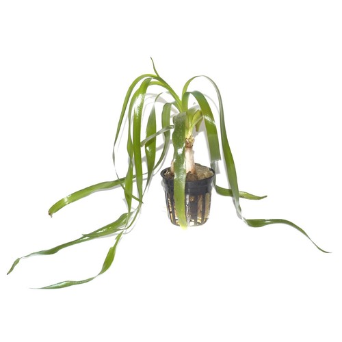 Crinum thaianum tropica live - thaianum,