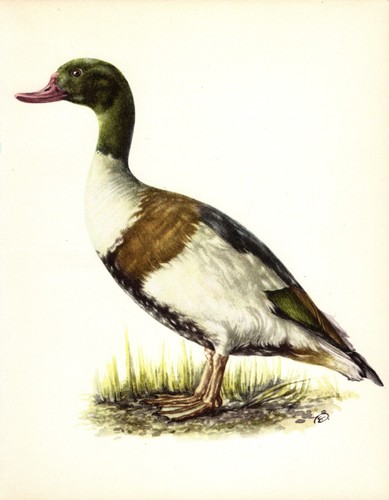 Vintage shield duck bird print - bird,