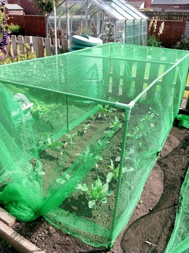 Fruit and veg cage - fruit,
