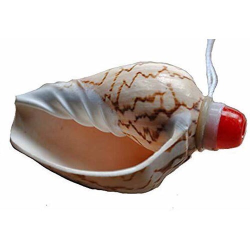 Vietnamese sea shell horn - sea,