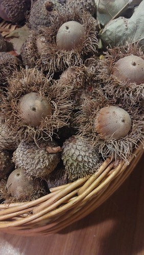 Texas burr oak acorns with - burr,