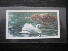 BROOKE BOND - BRITISH BIRDS FRANCES PITT #1 CREAM BACK