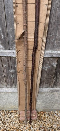 Blackthorn walking stick shank - walking,