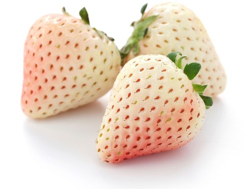 White snow strawberry - 3x,