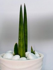 Sansevieria cylindrica | Spear  Sansevieria | Cylindrical Snake Plant | Indoor