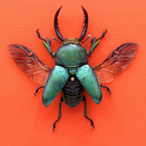 Real mounted green - , beetle