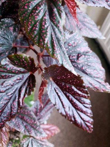 Begonia benigo pink spot - benigo,