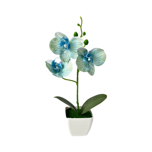 Contemporary potted orchid for - orchid,
