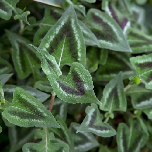 Persicaria runcinata purple - persicaria,