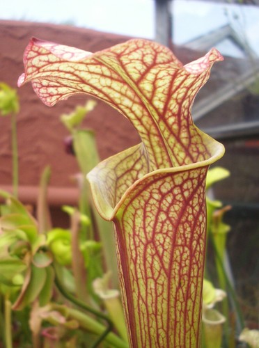 Sarracenia moorei - sarracenia, x