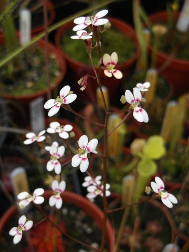 Stylidium caespitosum trigger - stylidium,