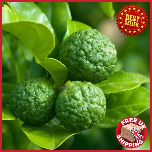 Dwarf kaffir lime tree - lime,