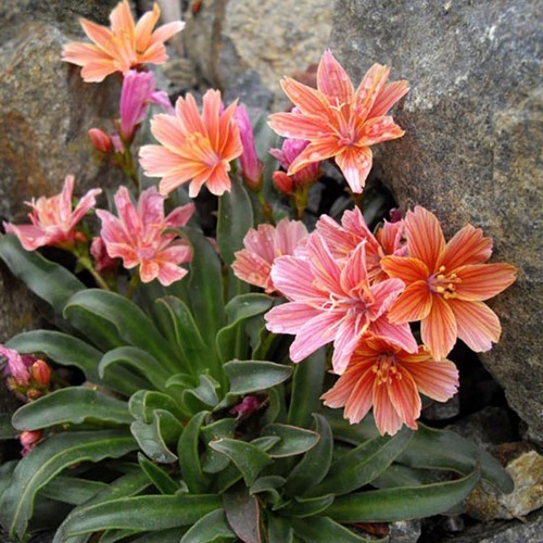 Lewisia little plum - , plant