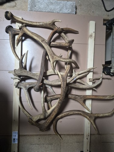 Scottish deer antler dog - antler,