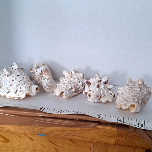 Silver conch shells - conch, 5