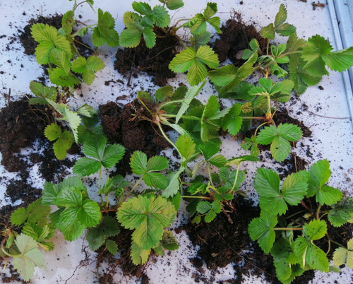 Wild alpine strawberry - alpine,
