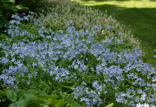 Phlox divaricata 'Clouds of