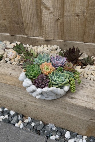 Open palm concrete - palm,