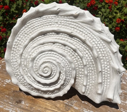 Nautilus shell coastal - nautilus,