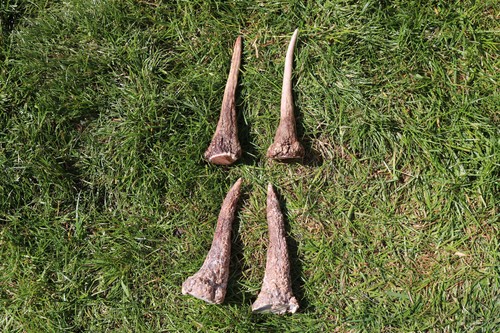 Pairs roe deer - roe,
