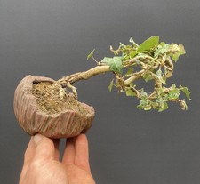 English Ivy Bonsai Tree in