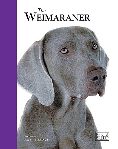 Weimaraner best breed - weimaraner,