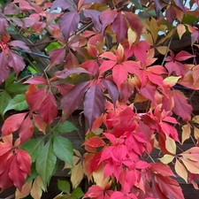 Virginia Creeper Tall -