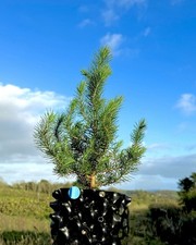Stone Pine (Pinus Pinea) In 3L