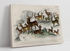 OLIVER GOLDSMITH, COLLECTION OF DEER -CANVAS WALL ARTWORK PICTURE PRINT
